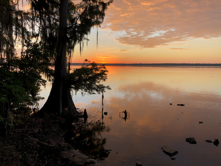 Swampy sunset with a swampy tree.